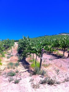 Red Willow Vineyard, Columbia Valley, Summer 2014
