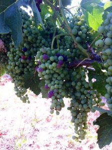 Veraison